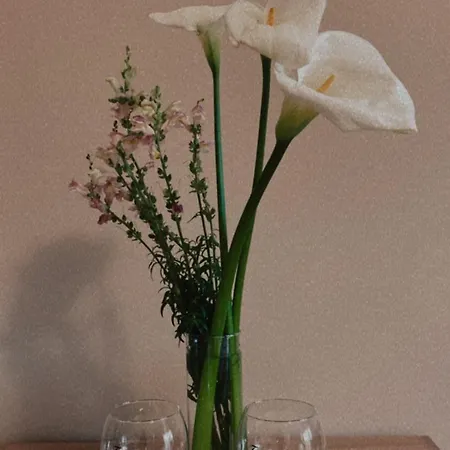 Centar 24 Apartment Kragujevac